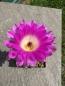 Preview: Echinocereus rigidissimus var. rubrispinus